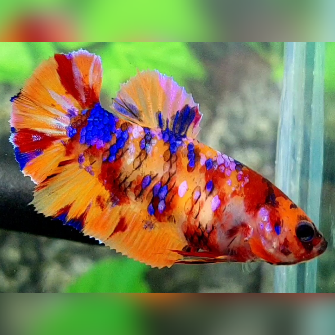 Multicolor Leopard Galaxy HMPK Female For Sorority / Breed