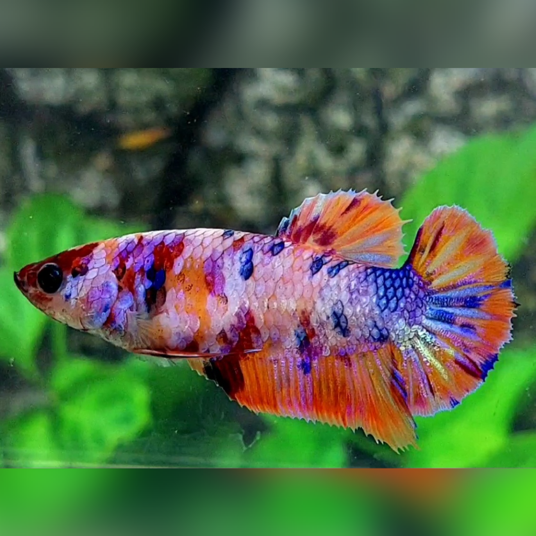 Multicolor Candy Galaxy HMPK Female For Sorority / Breed