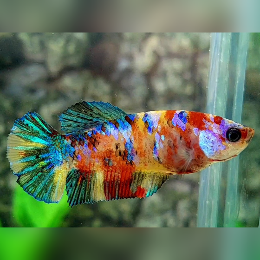 Multicolor Galaxy HMPK Female For Sorority / Breed