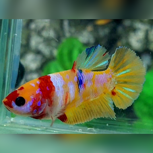 Yellowbase Pink Galaxy HMPK Female For Sorority / Breed