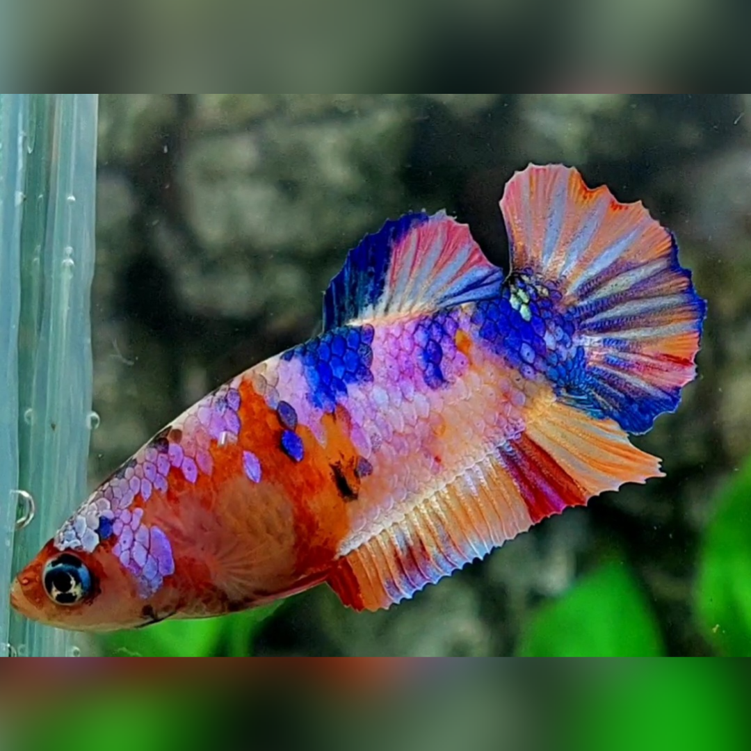 Multicolor Candy Galaxy HMPK Female For Sorority / Breed