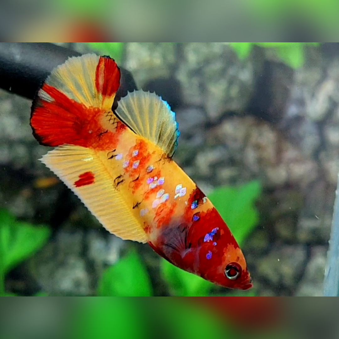 Yellowbase Nemo Galaxy HMPK Female For Sorority / Breed