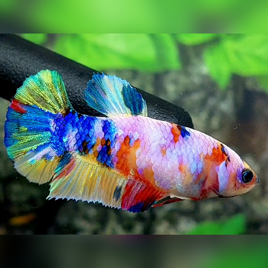 Multicolor Candy Galaxy HMPK Female For Sorority / Breed