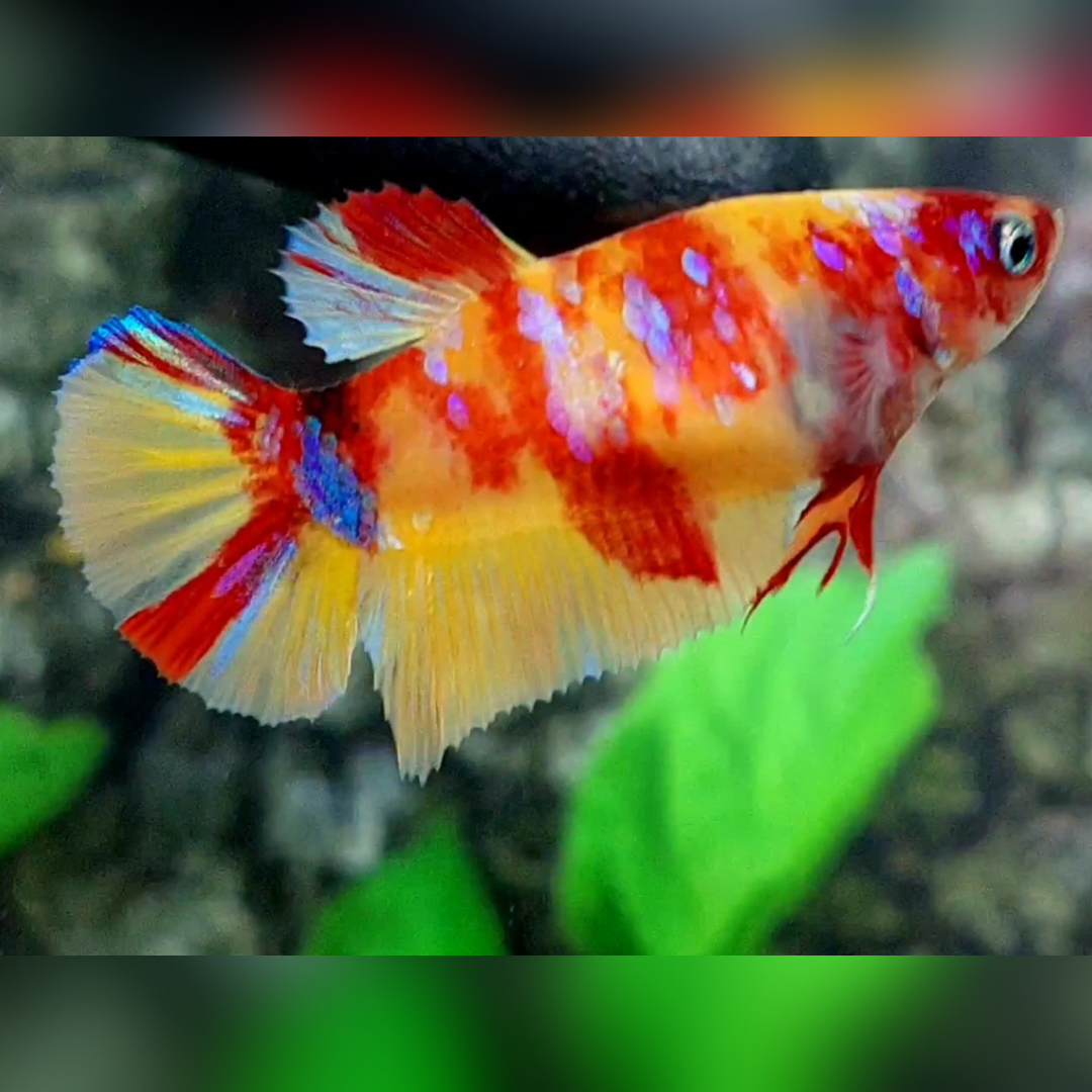 Yellowbase Nemo Galaxy HMPK Female For Sorority / Breed