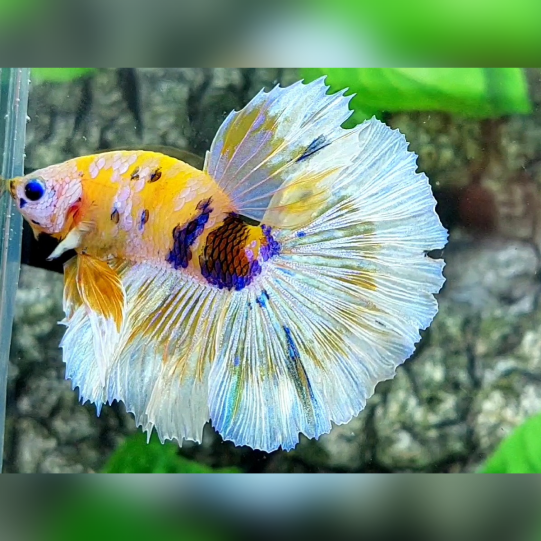 Yellow Barongsai Pink Galaxy Halfmoon Male