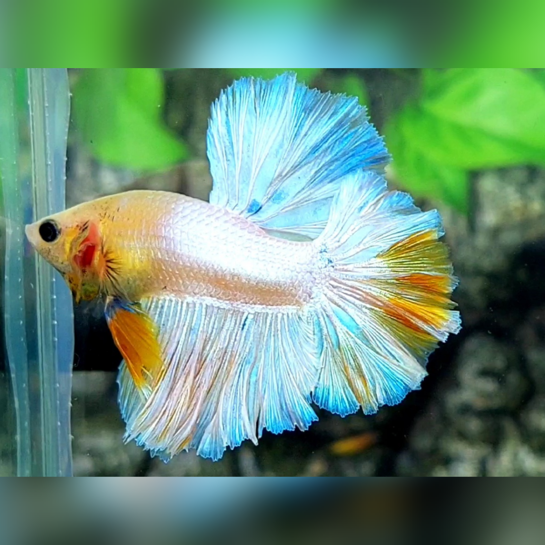 Yellow Skyblue Fancy Rosetail Halfmoon Male