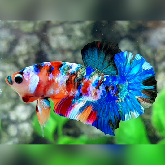 Multicolor Galaxy Over HMPK Male