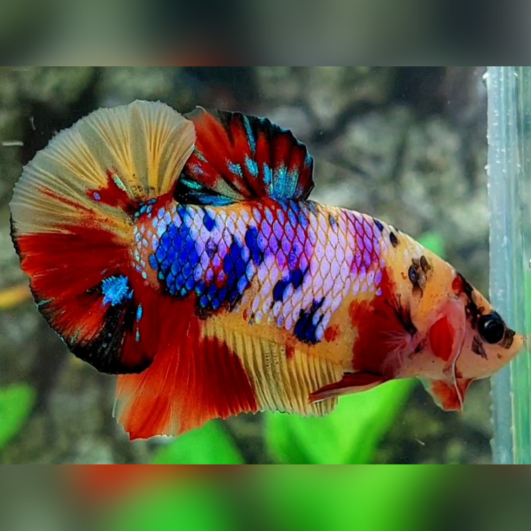 Yellowbase Multicolor Candy Galaxy Over HMPK Male