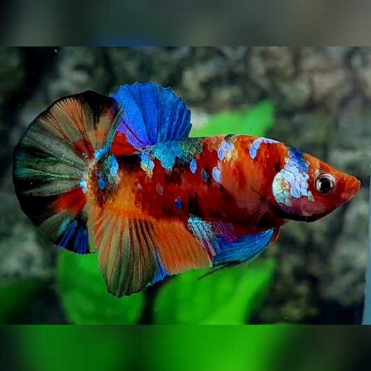 Multicolor Galaxy Over HMPK Male