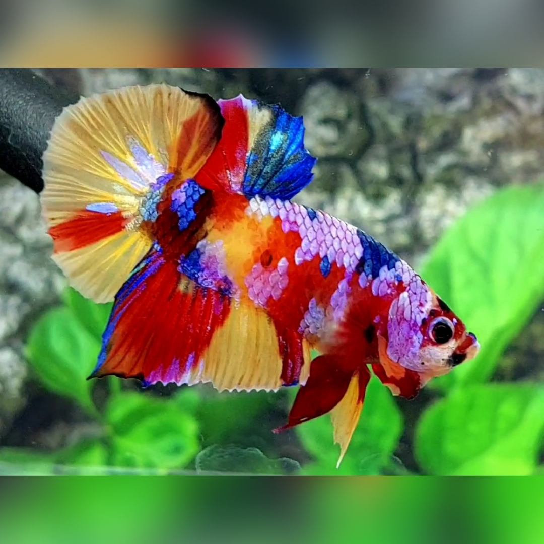 Multicolor Candy Galaxy HMPK Male