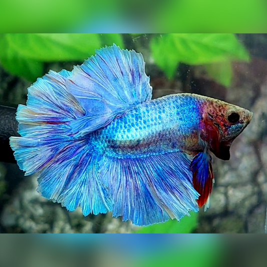 Skyblue Fancy Rosetail Halfmoon Male