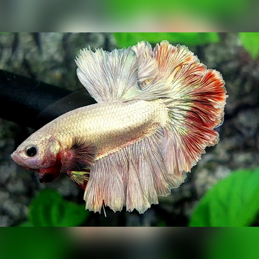 Copper Red Platinum Rosetail Halfmoon Male