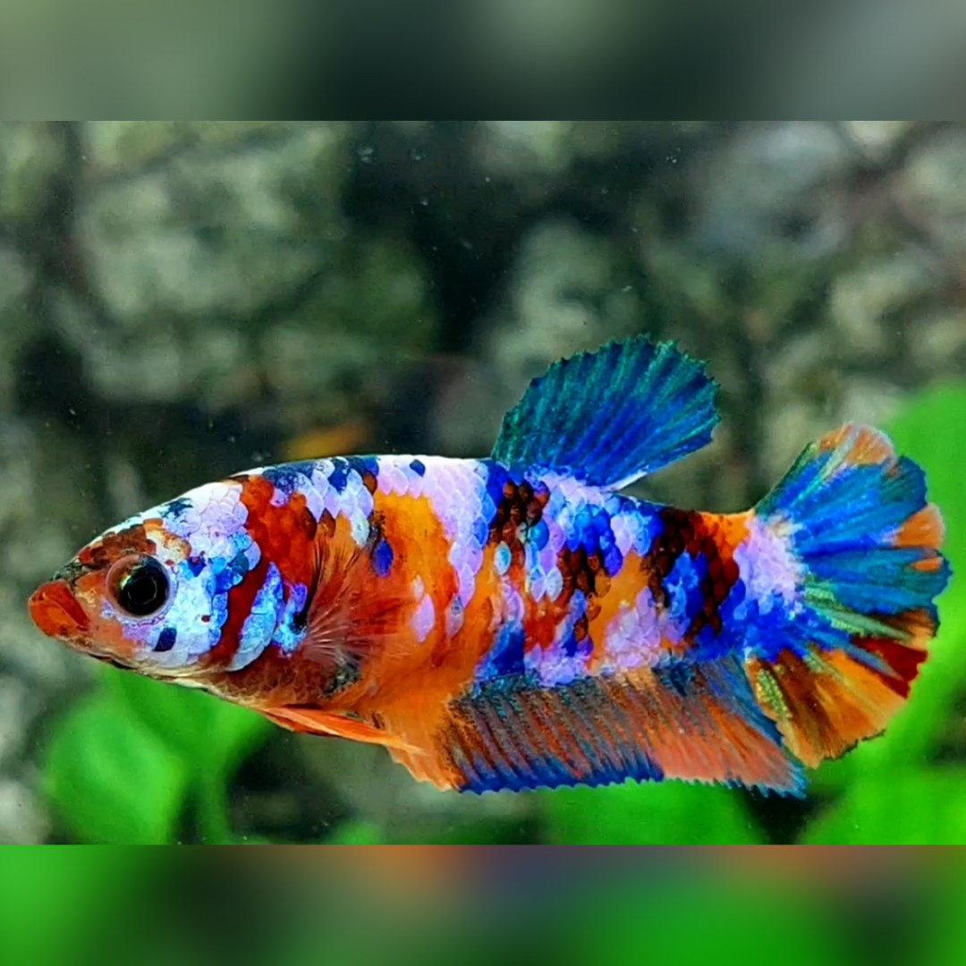 Multicolor Galaxy HMPK Female For Sorority / Breed