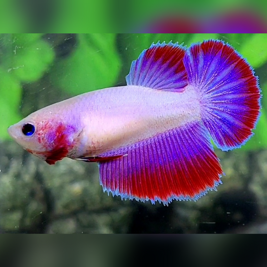 Red Pink Purple Butterfly Halfmoon Female For Sorority / Breed