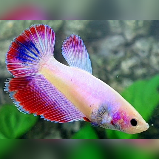 Pink Fancy Halfmoon Female For Sorority / Breed