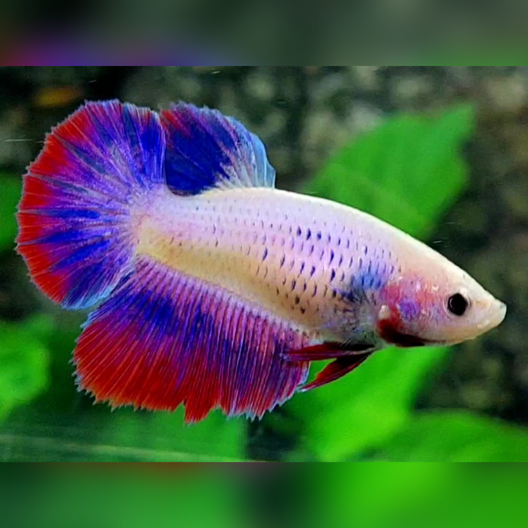 Pink Mascot Halfmoon Female For Sorority / Breed