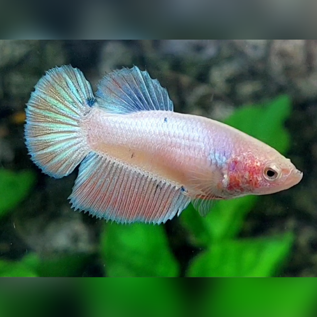 Pastel Halfmoon Female For Sorority / Breed