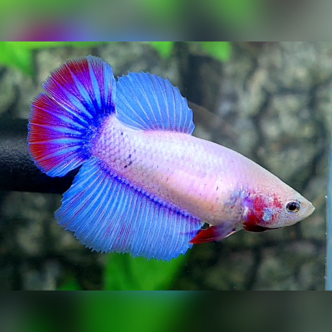 Pink Skyblue Pastel Halfmoon Female For Sorority / Breed