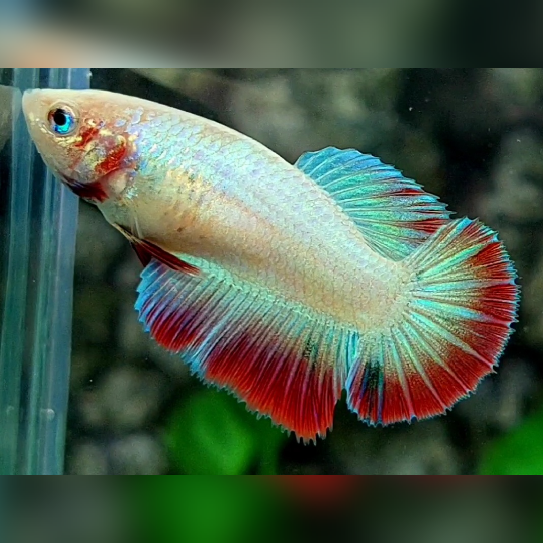 Pastel Halfmoon Female For Sorority / Breed