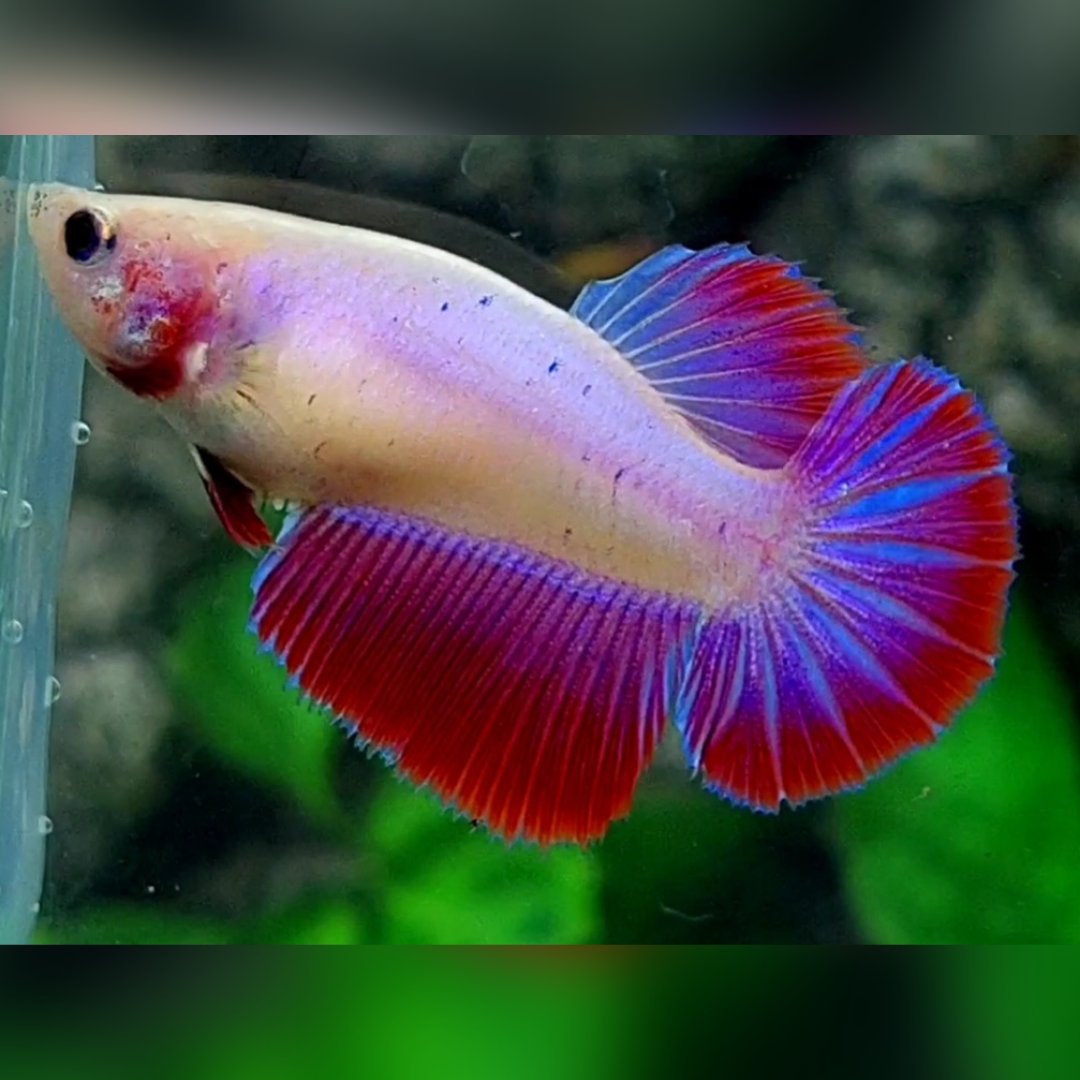 Red Pink Fancy Halfmoon Female For Sorority / Breed