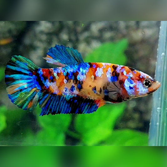 Multicolor Galaxy HMPK Female For Sorority / Breed