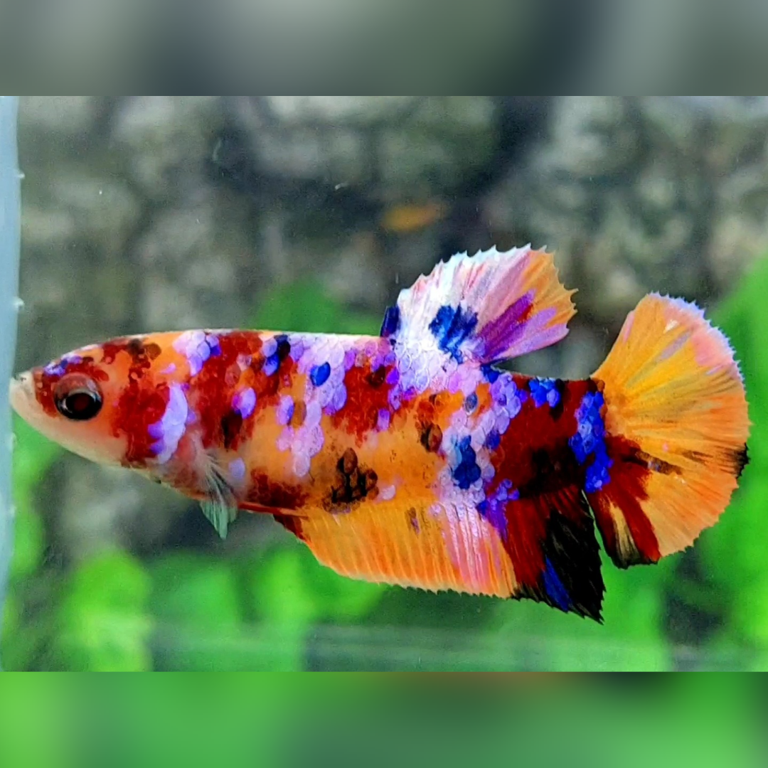 Multicolor Galaxy HMPK Female For Sorority / Breed