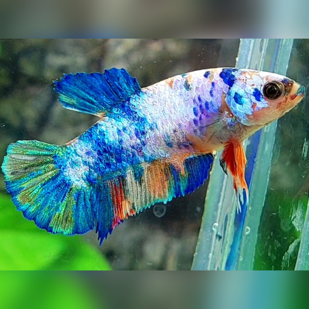 Multicolor HMPK Female For Sorority / Breed