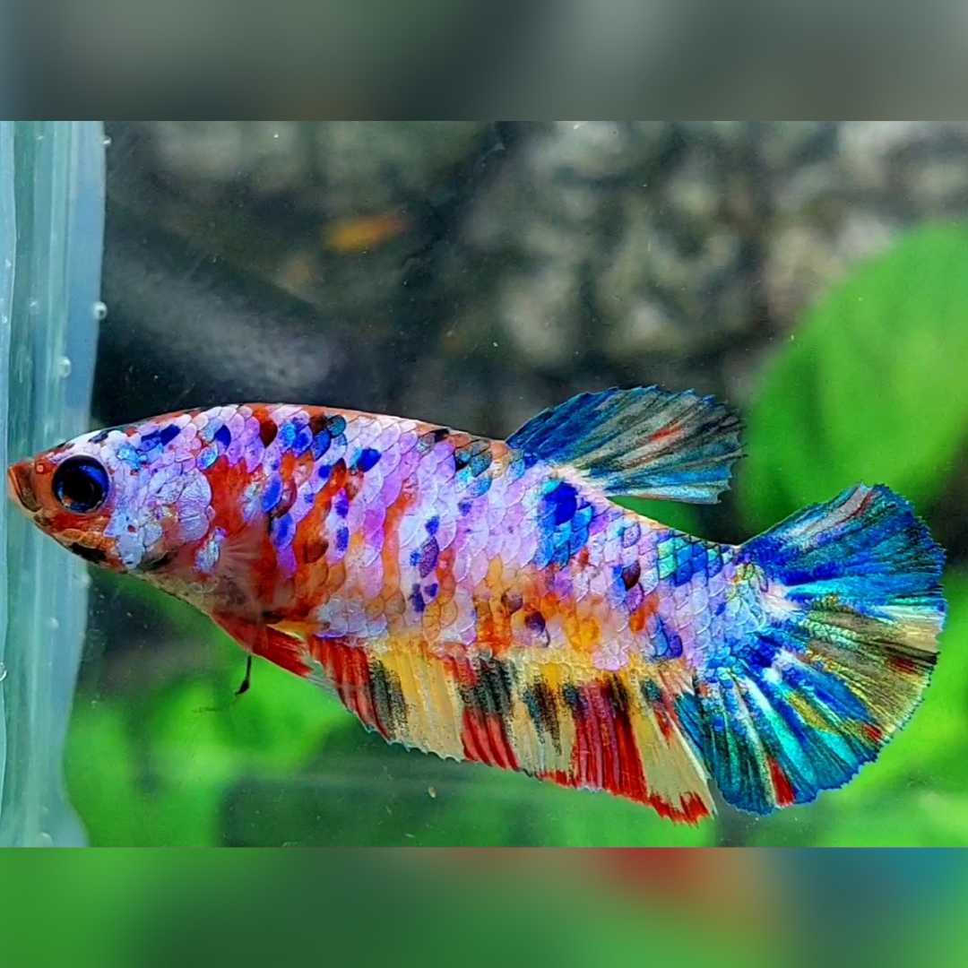 Multicolor Candy Galaxy HMPK Female For Sorority / Breed