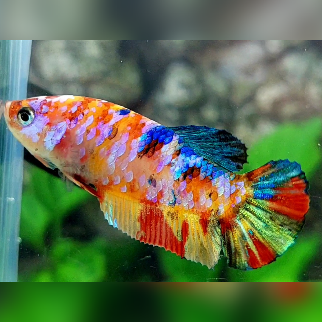 Multicolor Galaxy HMPK Female For Sorority / Breed