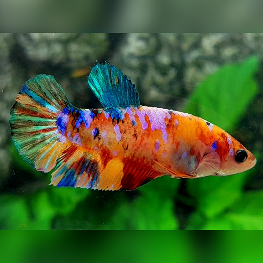 Multicolor Galaxy HMPK Female For Sorority / Breed