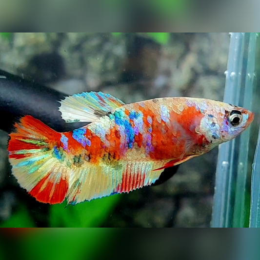 Multicolor Galaxy HMPK Female For Sorority / Breed