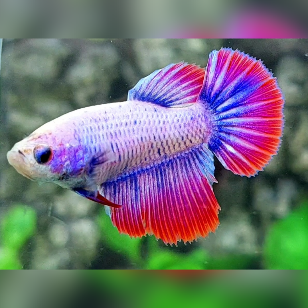 Pink Mascot Halfmoon Female For Sorority / Breed