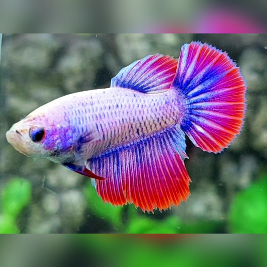 Pink Mascot Halfmoon Female For Sorority / Breed