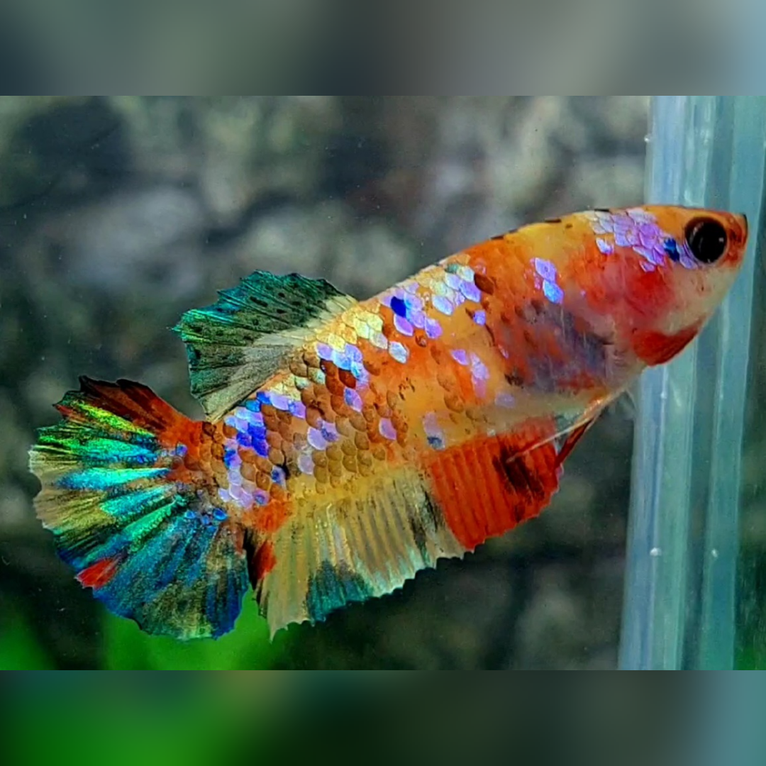 Multicolor Yellowbase Galaxy HMPK Female For Sorority / Breed