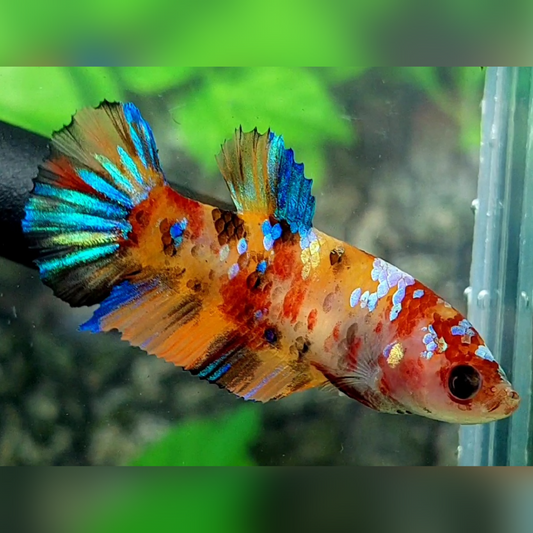 Multicolor Candy Galaxy HMPK Female For Sorority / Breed