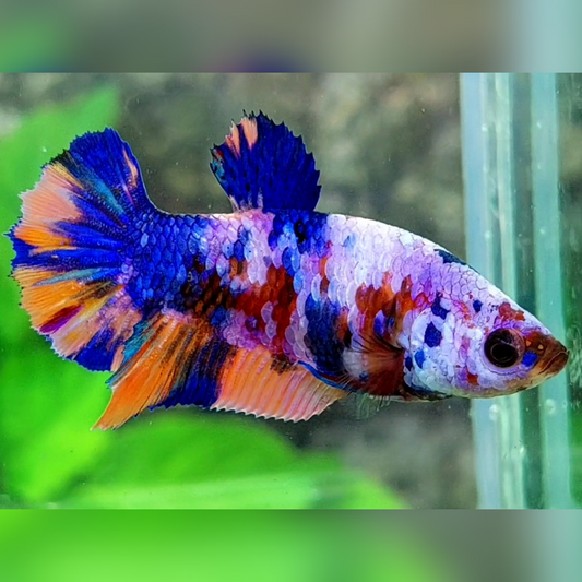 Multicolor Candy Galaxy HMPK Female For Sorority / Breed