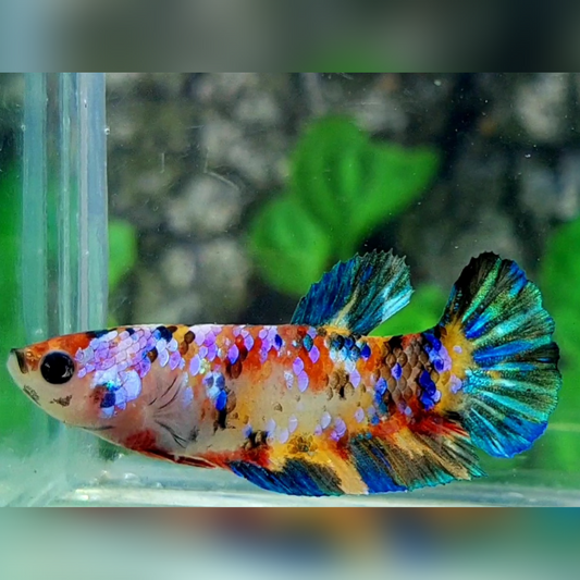 Multicolor Galaxy HMPK Female For Sorority / Breed