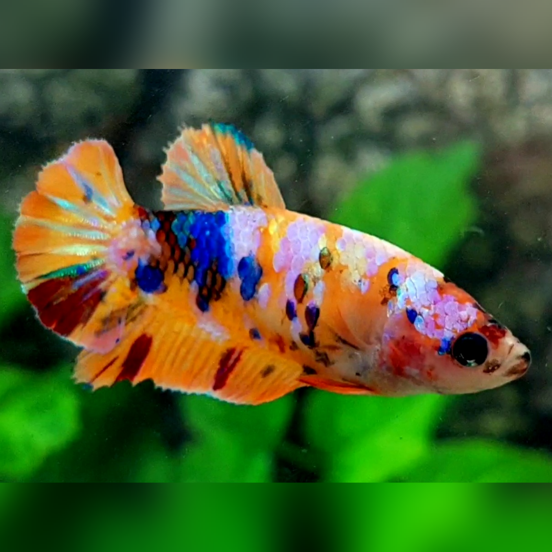 Multicolor Candy Galaxy HMPK Female For Sorority / Breed