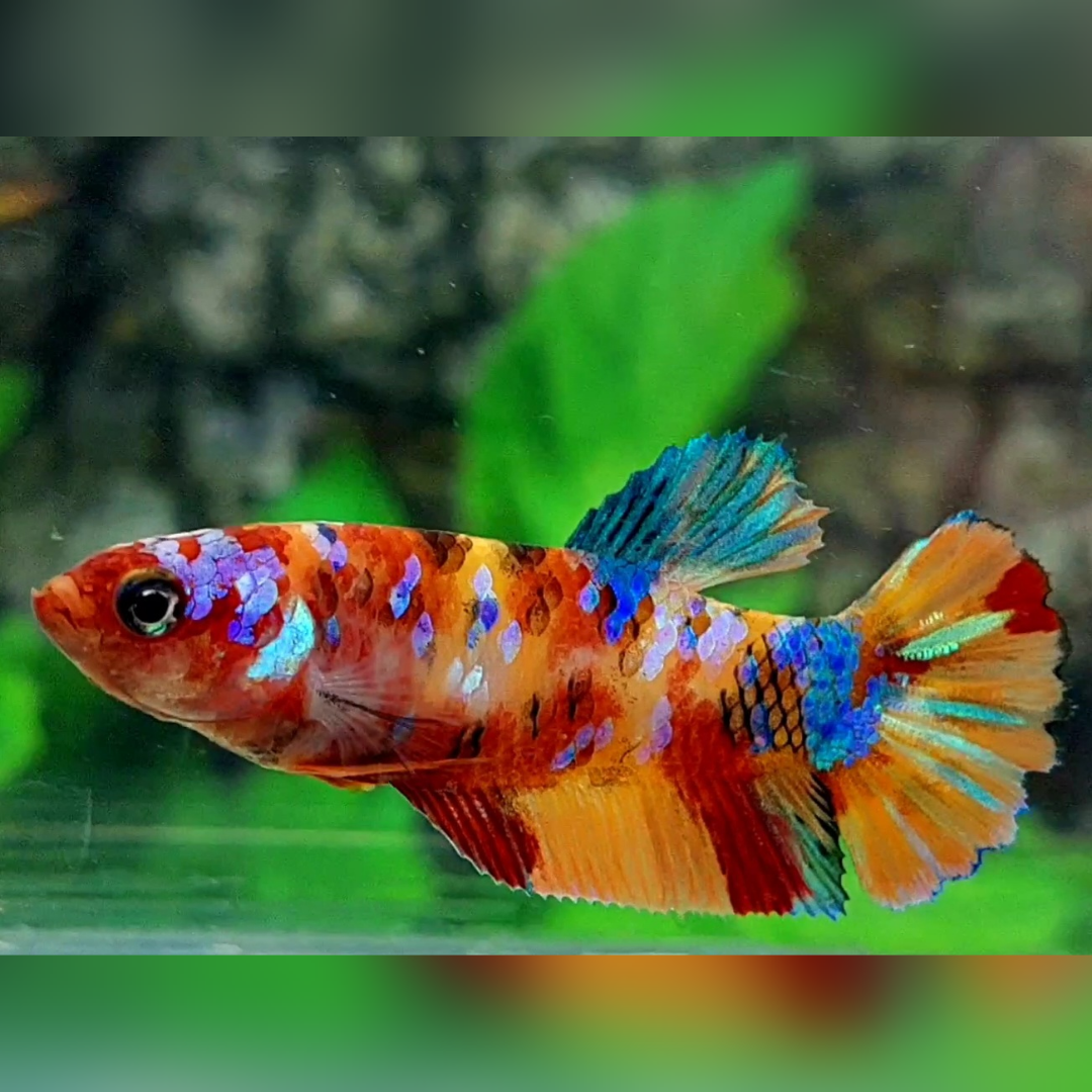 Multicolor Galaxy HMPK Female For Sorority / Breed