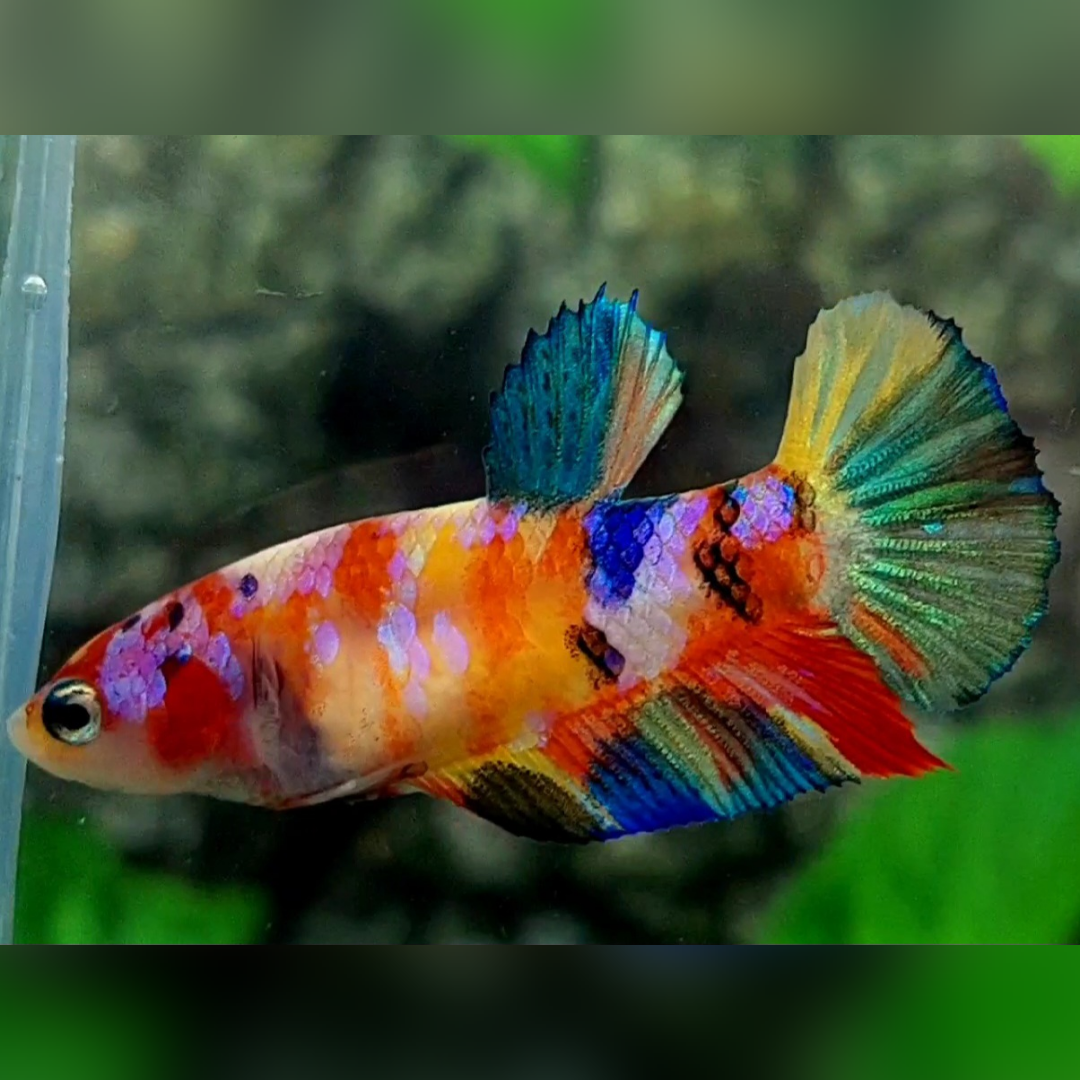 Multicolor Yellowbase Galaxy HMPK Female For Sorority / Breed