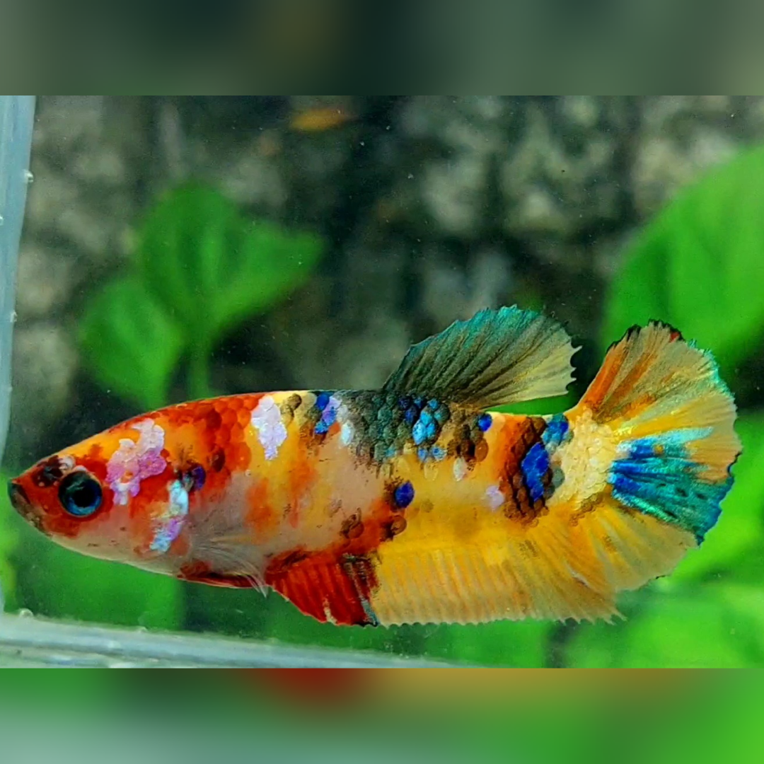 Multicolor Yellowbase Galaxy HMPK Female For Sorority / Breed