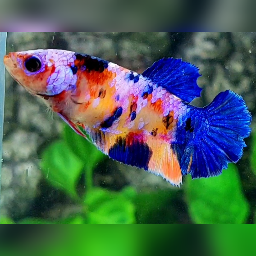 Multicolor Candy Galaxy HMPK Female For Sorority / Breed