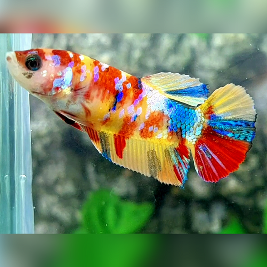 Multicolor Yellowbase Galaxy HMPK Female For Sorority / Breed