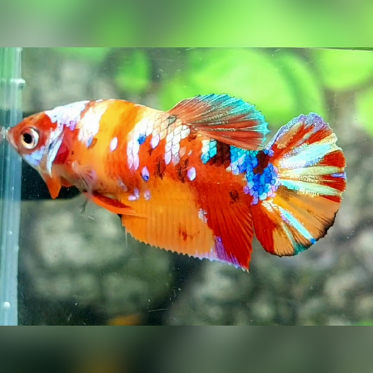 Multicolor Galaxy HMPK Female For Sorority / Breed