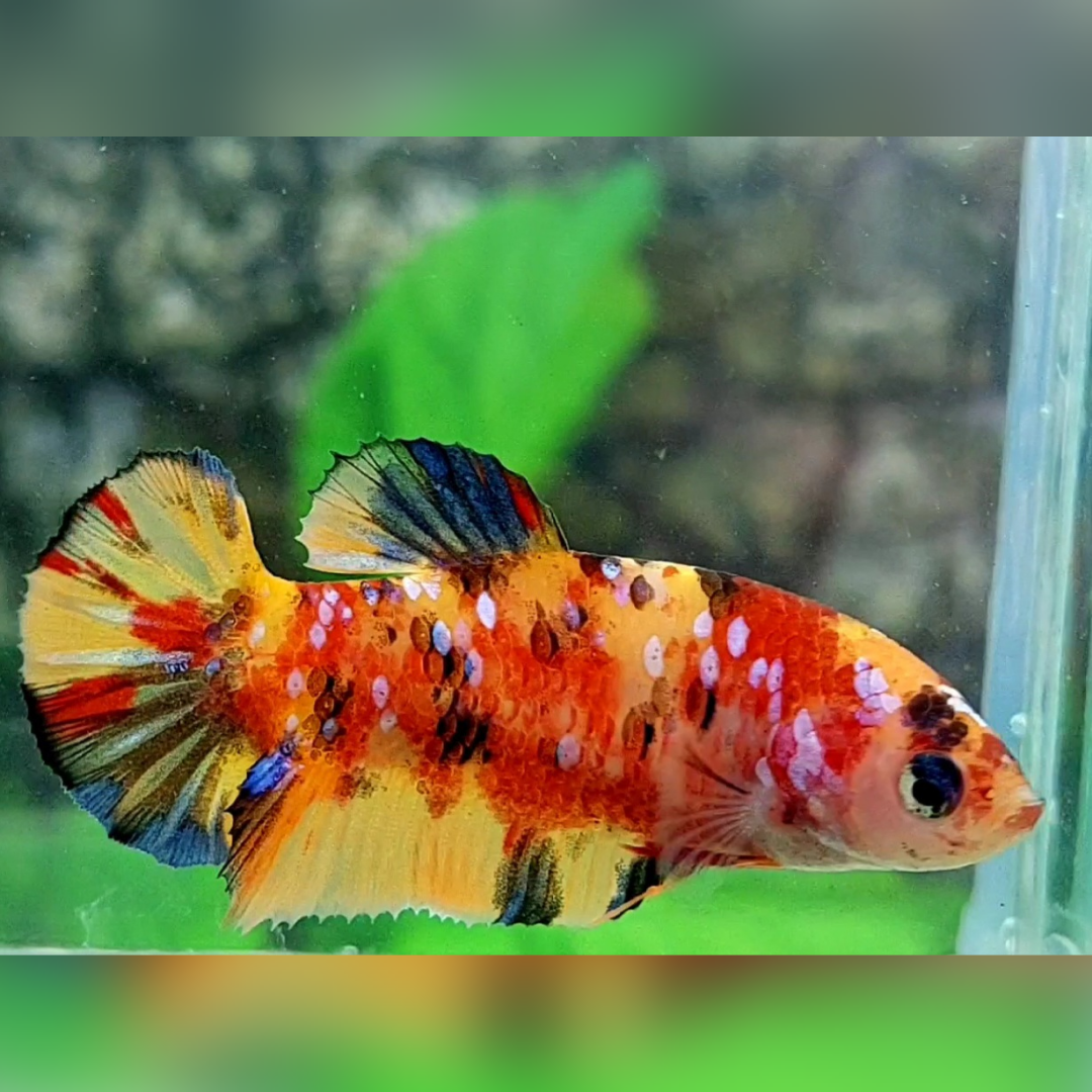 Multicolor Yellowbase Galaxy HMPK Female For Sorority / Breed