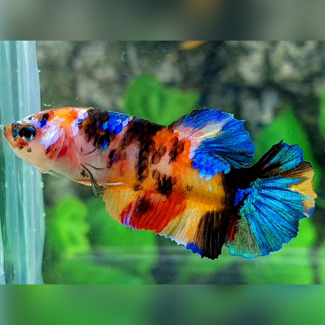 Multicolor Galaxy HMPK Female For Sorority / Breed