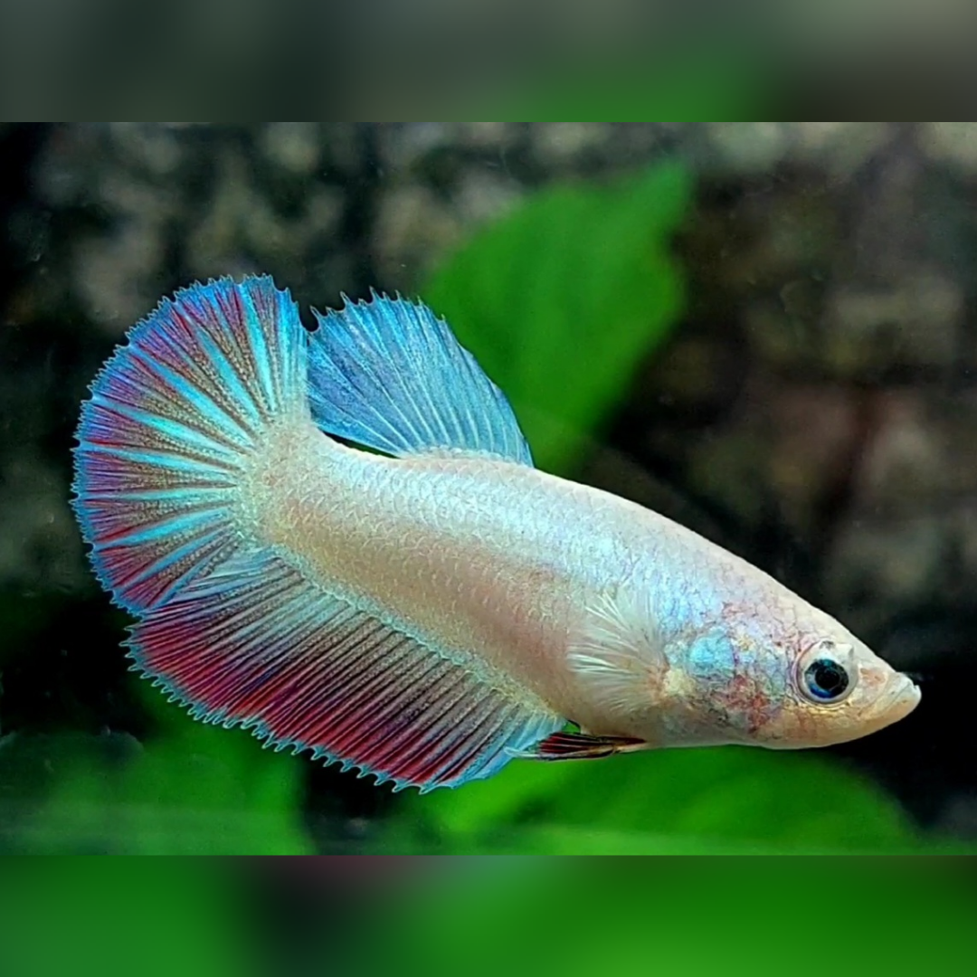 Pastel Halfmoon Female For Sorority / Breed