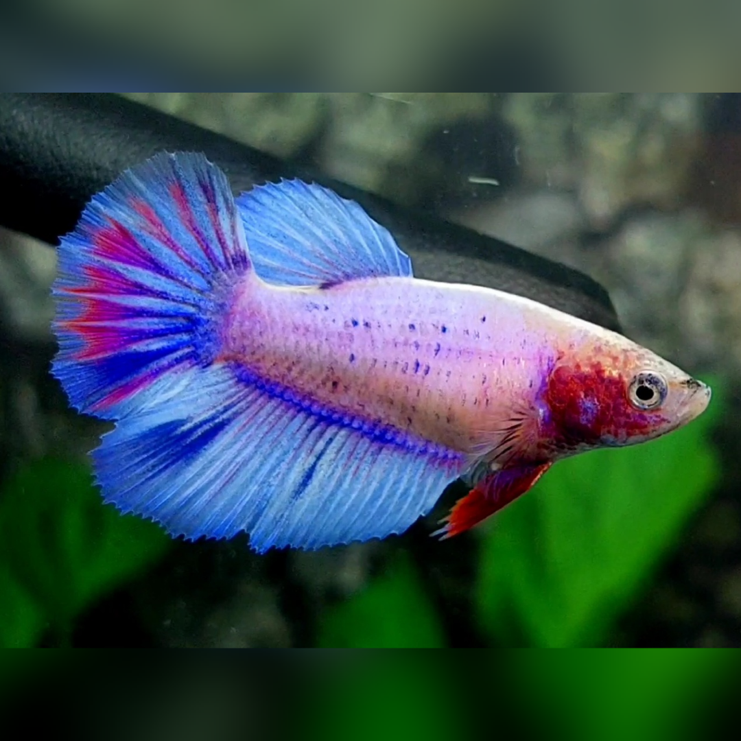 Skyblue Pink Pastel Halfmoon Female For Sorority / Breed