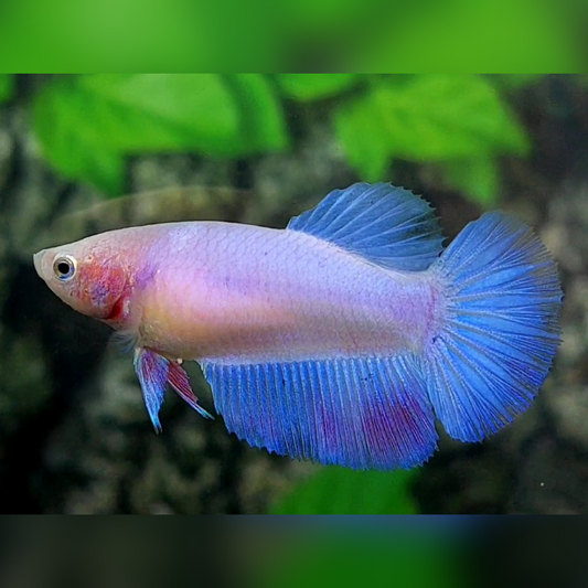 Purple Pink Skyblue Pastel Halfmoon Female For Sorority / Breed