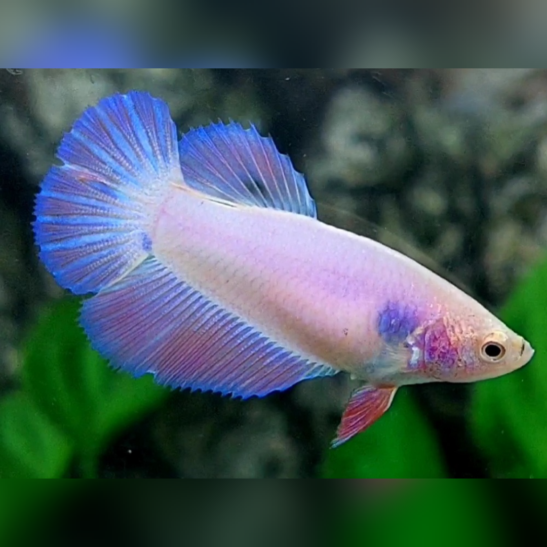 Pink Pastel Halfmoon Female For Sorority / Breed